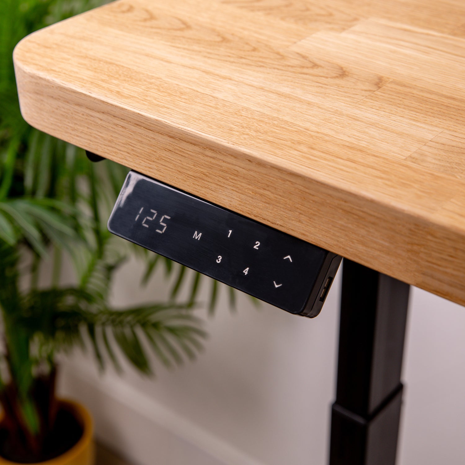 Premium Dual Motor Black Standing Desk with Prime Oak Solid Wood Rounded Desktop